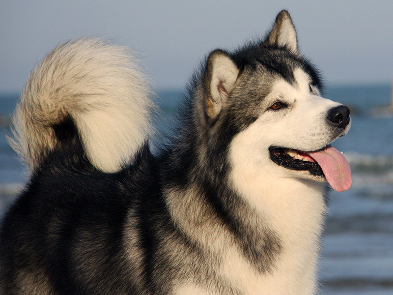 sezione alaskan malamute