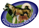 Shiba Inu - Centro Selezione Del Biagio