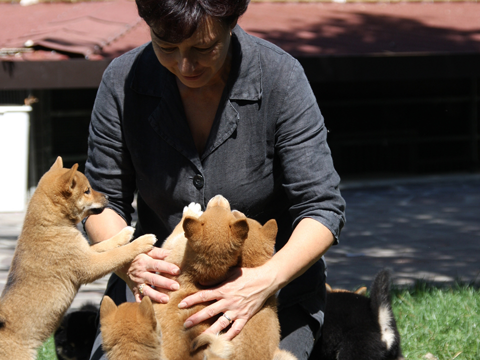 alimentazione cuccioli shiba