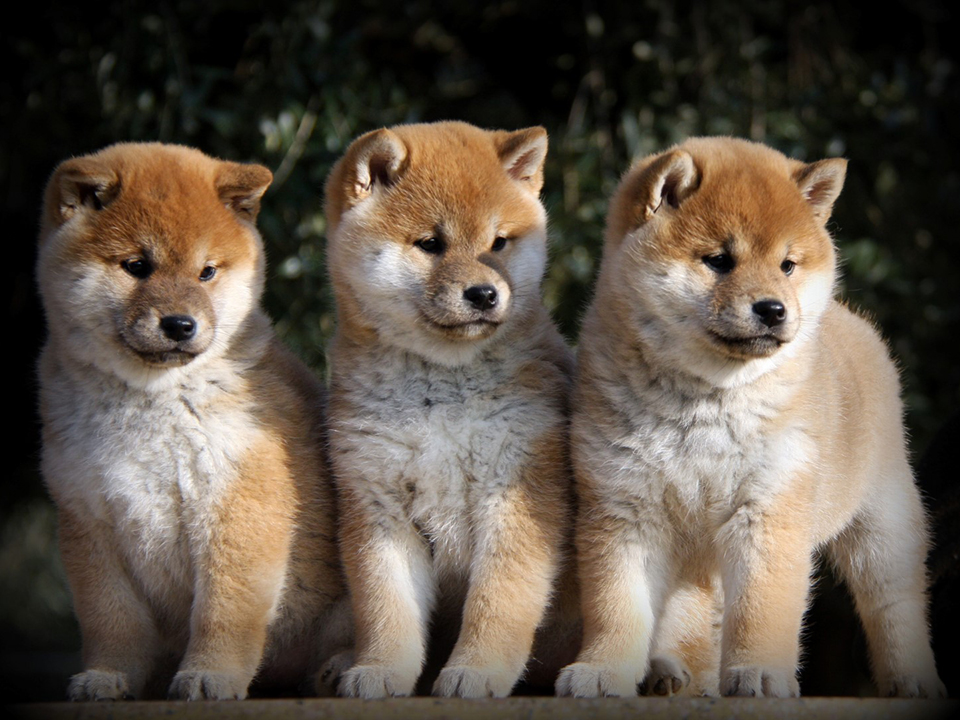 cuccioli shiba del biagio