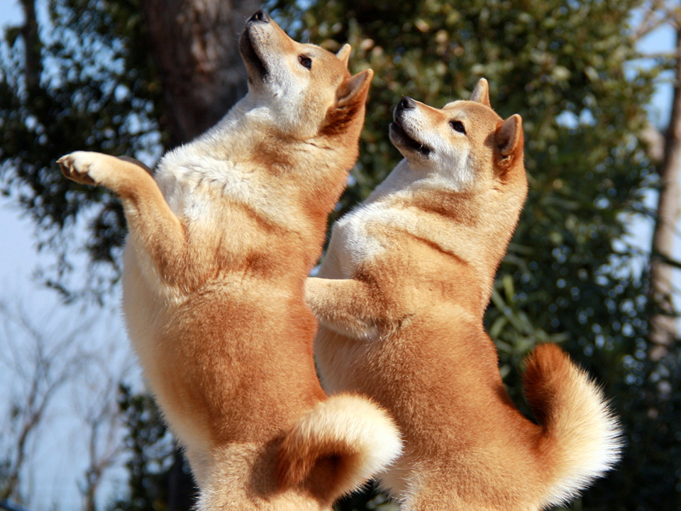 coppia di shiba inu