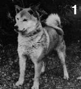 Shiba Ichisuke of Inoguchi