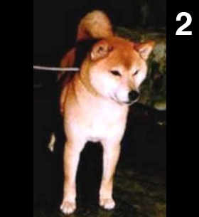 Shiba Ichisuke of Inoguchi