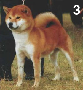 Shiba Ichisuke of Inoguchi