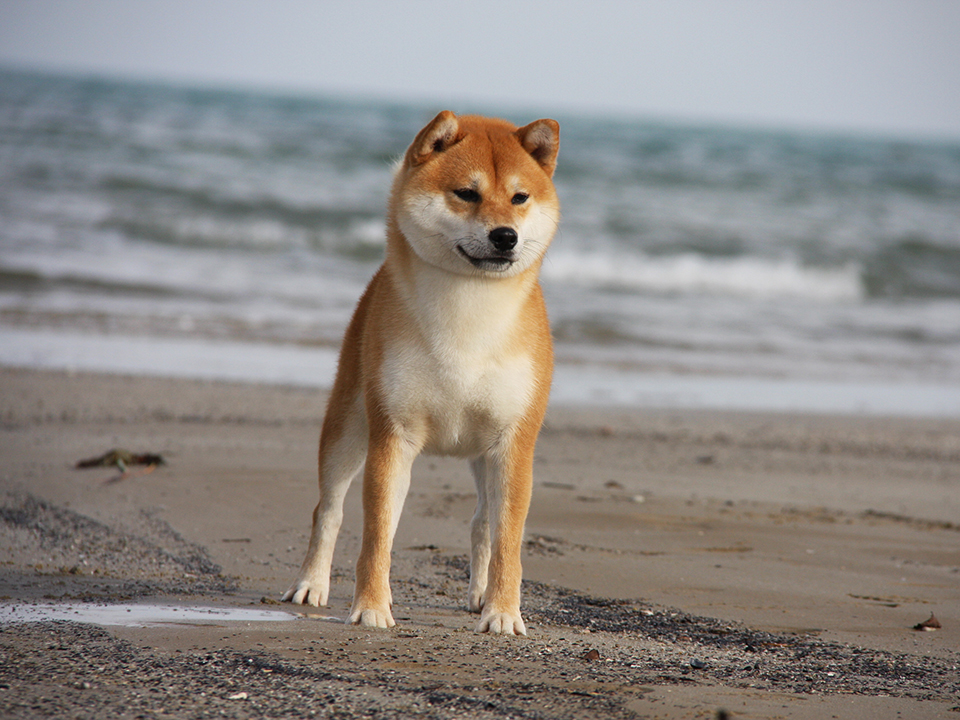 shiba inu in spiaggia
