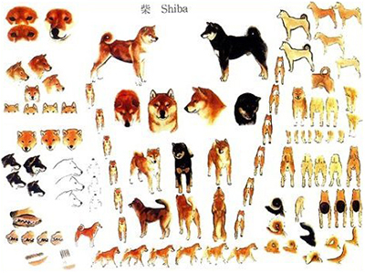 standard shiba inu