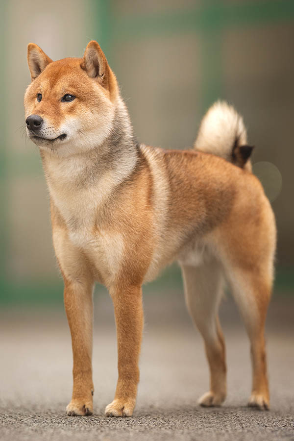 Akihiro Go Del Biagio