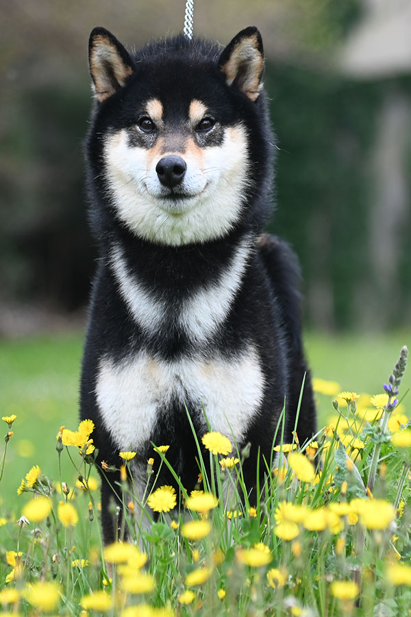 Daiki No Kurotama del Castelfalcino