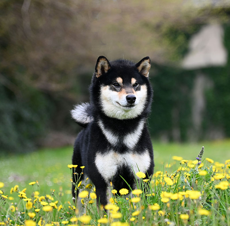 Daiki No Kurotoma del Castelfalcino