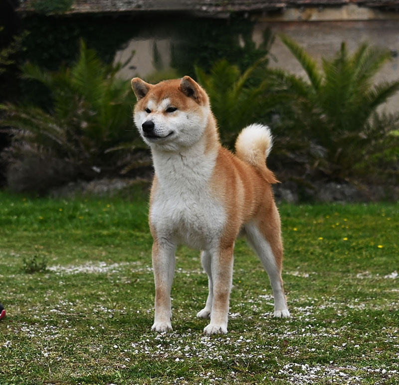 Handzimemesite Cashiro for Biagio