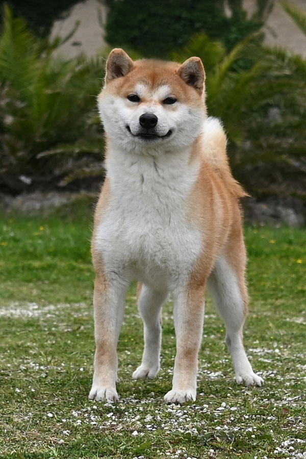 Handzimemesite Cashiro for Biagio