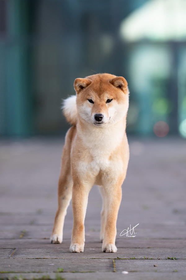 Heichiki Go del Biagio