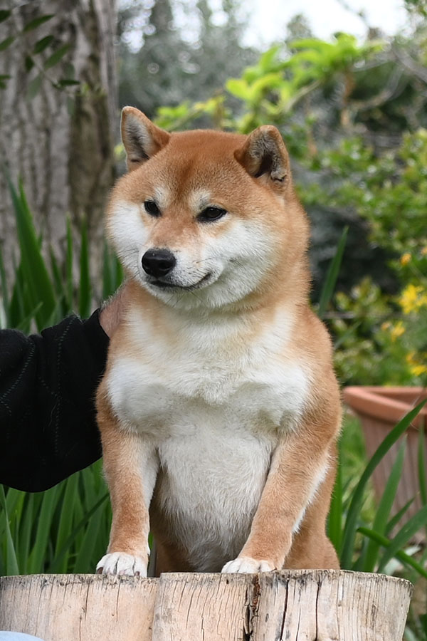 Hiroshi Go Del Biagio