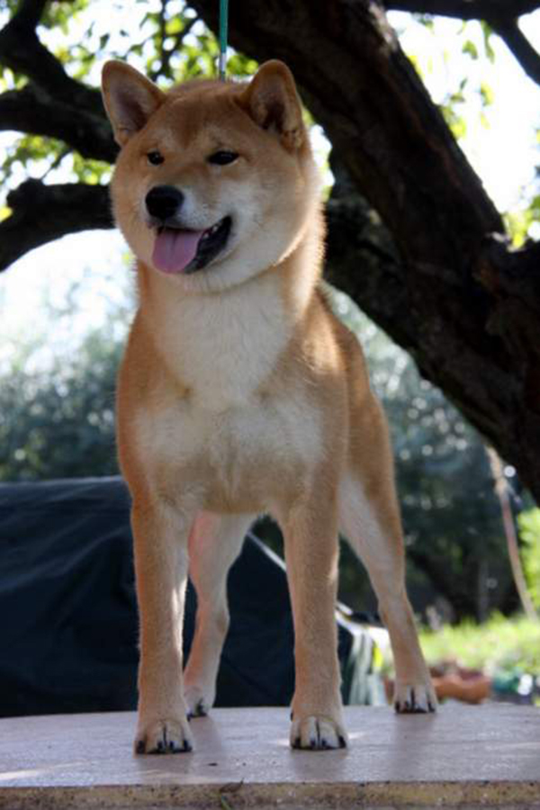 Mara Shima's Tetsunishiki Go