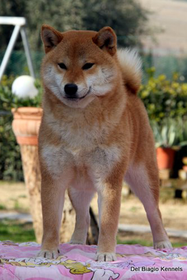 Mirei Go Kanagawa Shirai