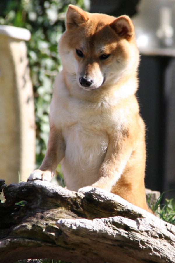 Mishima Go Del Biagio