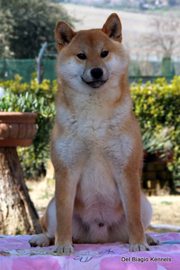 Nachi Go Kanagawa Shirai