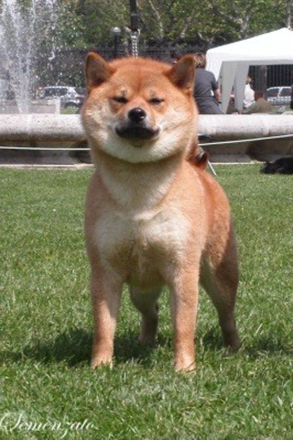 Sakura Go Del Biagio