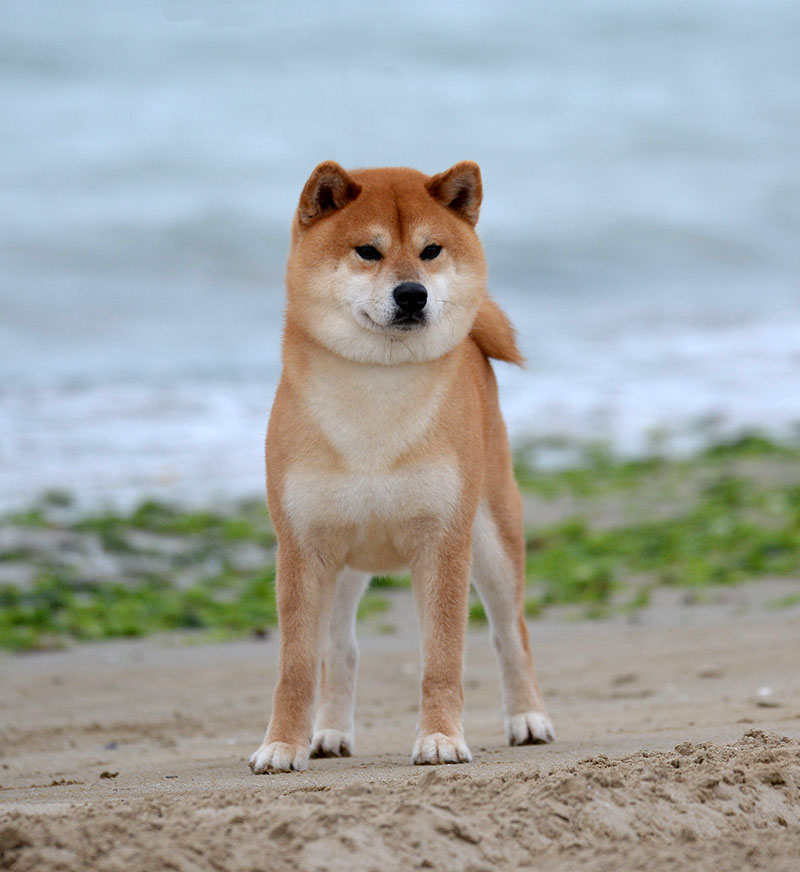 Senichi Go Del Biagio