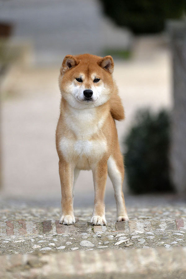 Senichi Go Del Biagio