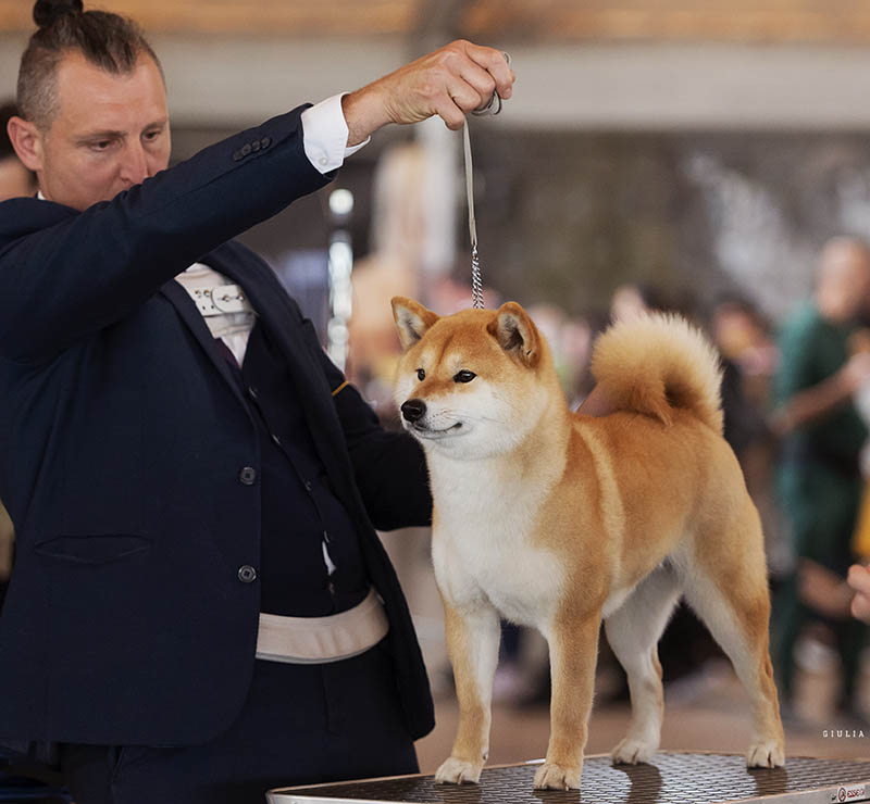 Shoraku Go del Biagio