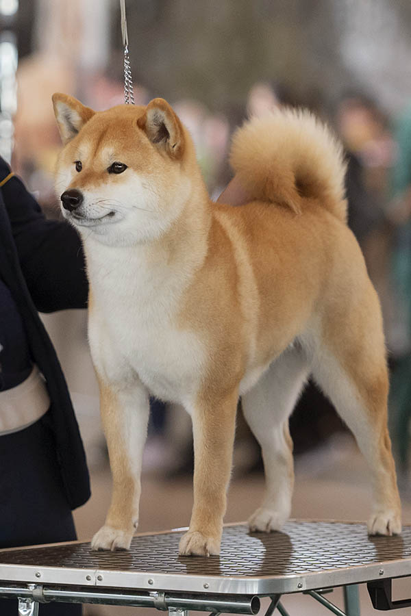 Shoraku Go del Biagio