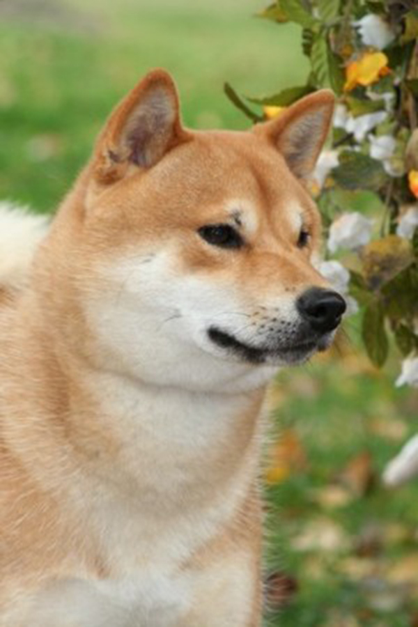 Yoritomo Go Del Biagio