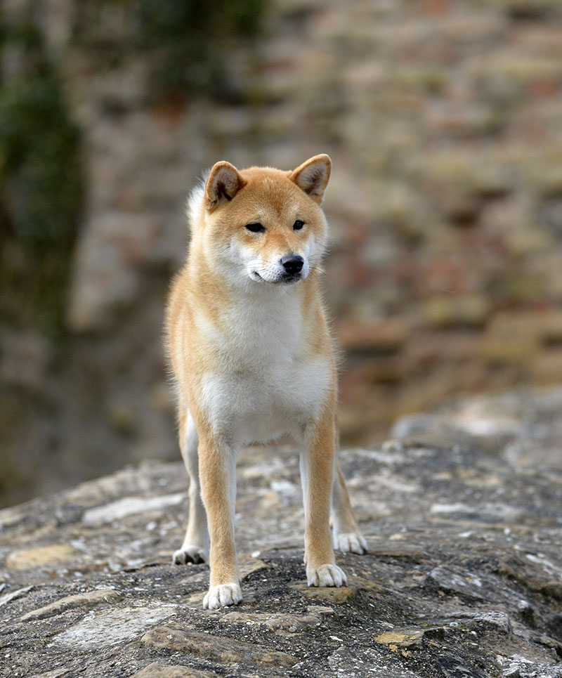 Yoshiko Go del Biagio