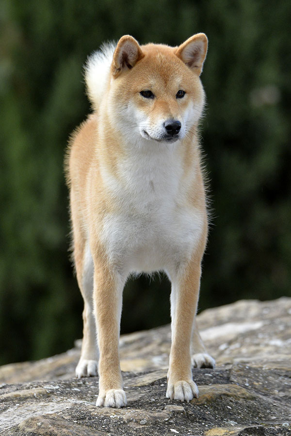 Yoshiko Go del Biagio