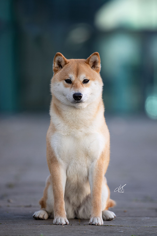 Yukìo Go del Biagio